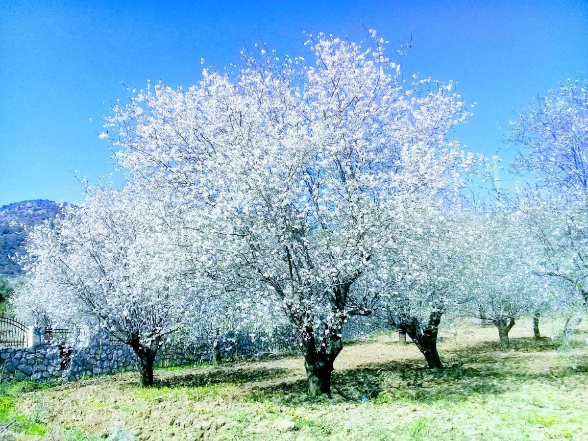 Mavi Kelebek Datca 호텔 외부 사진